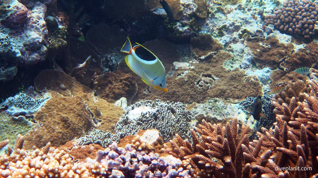 Saddleback butterfly diving the Marine Sanctuary at Fagatele Bay American Samoa by Diveplanit