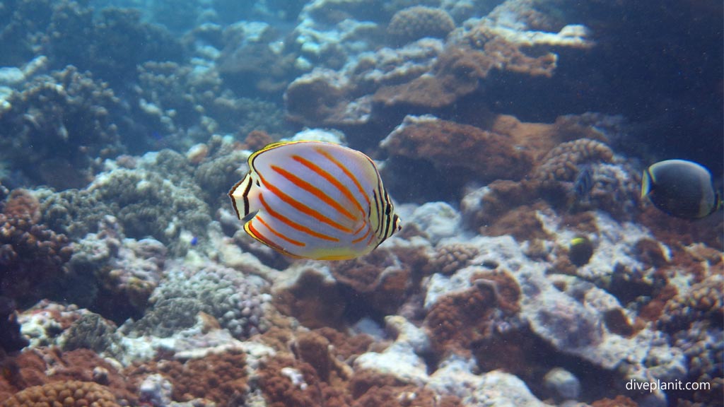 Ornate butterfly diving the Marine Sanctuary at Fagatele Bay American Samoa by Diveplanit