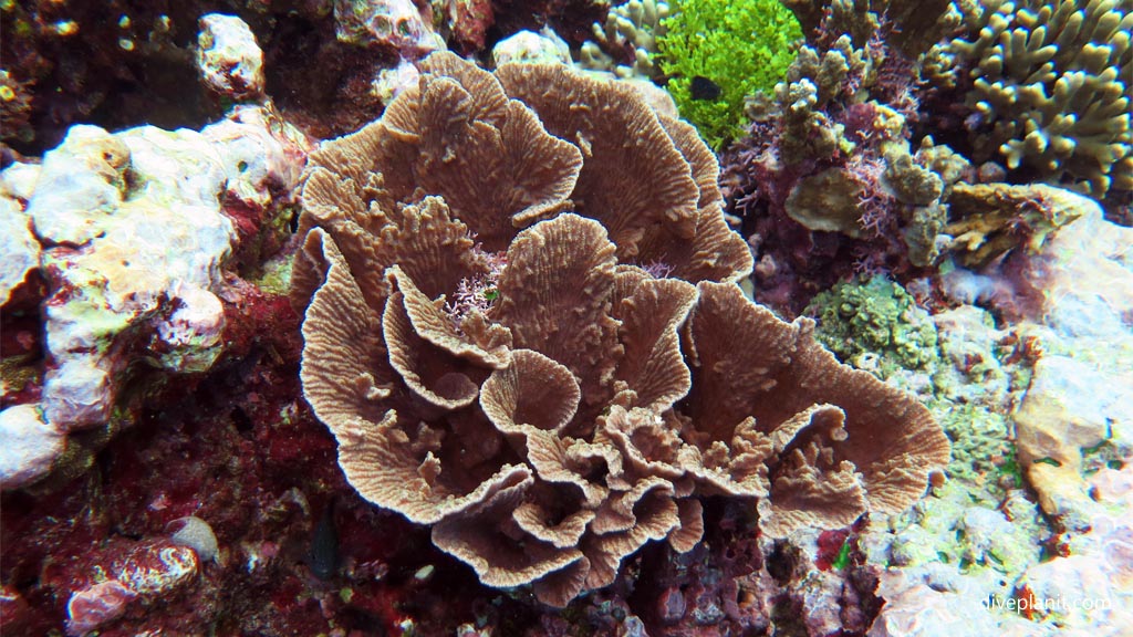 Cos lettuce coral diving the Marine Sanctuary at Fagatele Bay American Samoa by Diveplanit