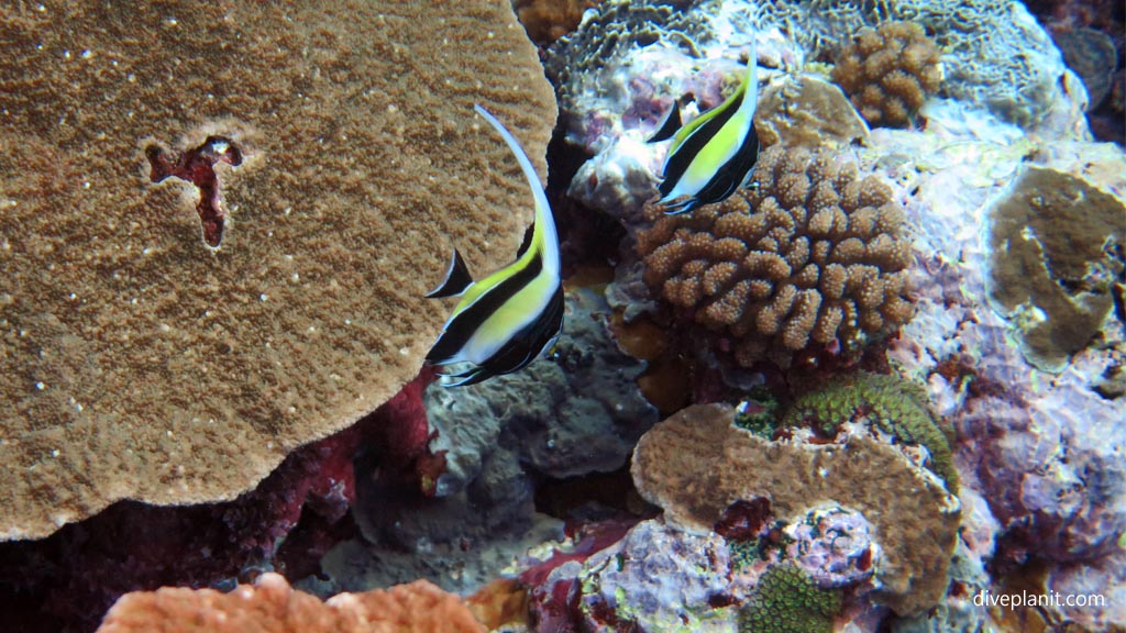 Pair of Moorish Idols diving the Marine Sanctuary at Fagatele Bay American Samoa by Diveplanit