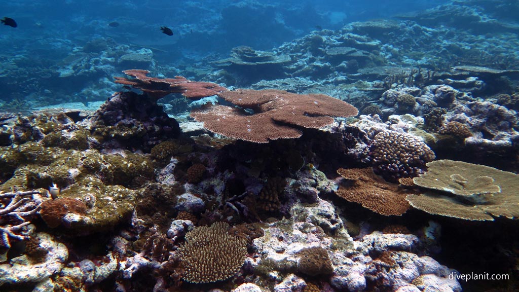 Acropora in the mix diving the Marine Sanctuary at Fagatele Bay American Samoa by Diveplanit