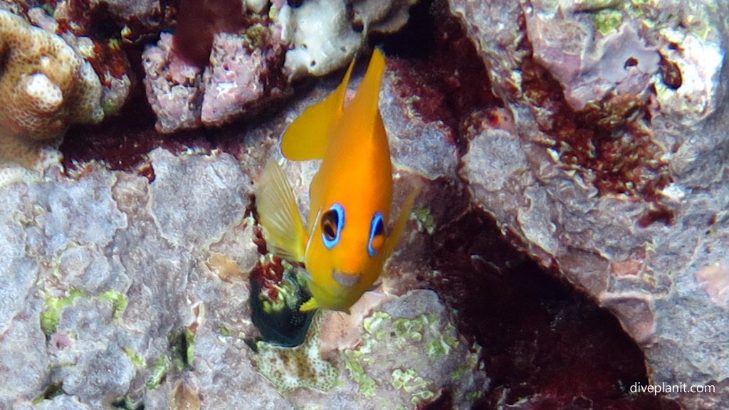 Lemon peel angelfish diving the Marine Sanctuary at Fagatele Bay American Samoa by Diveplanit