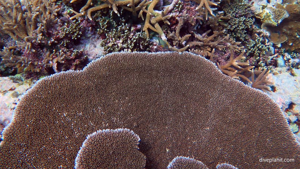 Ultrafine grained acropora diving the Marine Sanctuary at Fagatele Bay American Samoa by Diveplanit