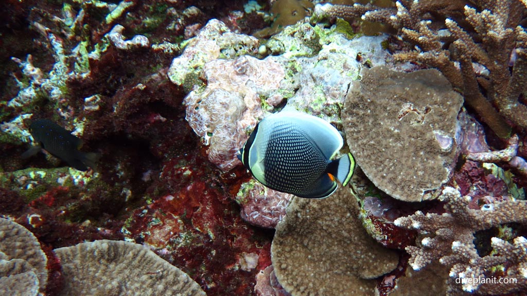Reticulated butterflyfish diving the Marine Sanctuary at Fagatele Bay American Samoa by Diveplanit