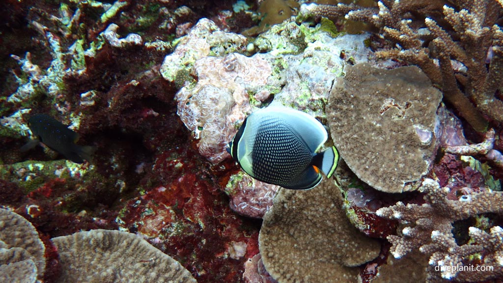 Reticulated butterflyfish diving the Marine Sanctuary at Fagatele Bay American Samoa by Diveplanit