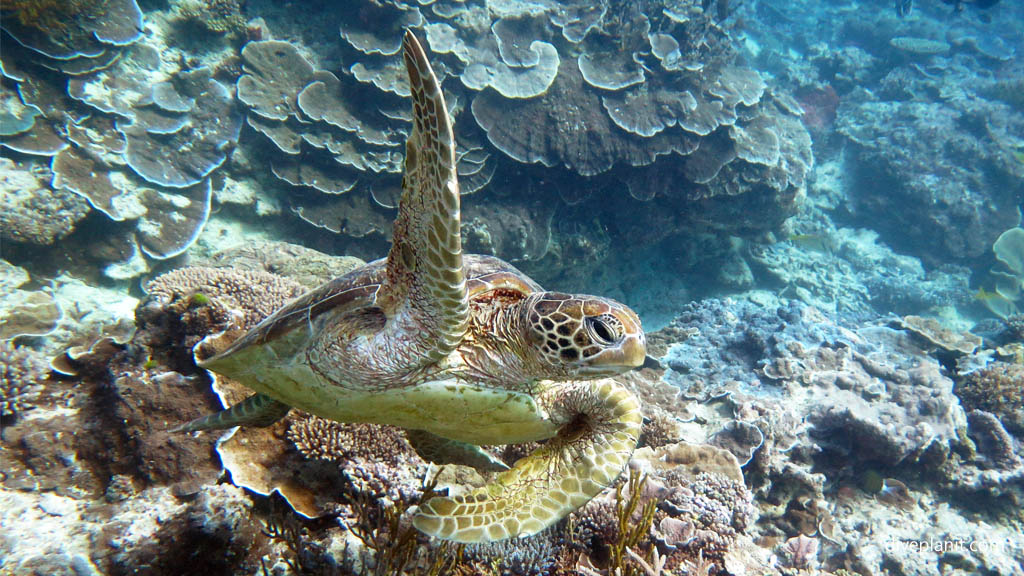 Hands up turtle-the quality of protection and NEOLI features of marine parks and marine protected areas are more important than size alone Diveplanit Blog