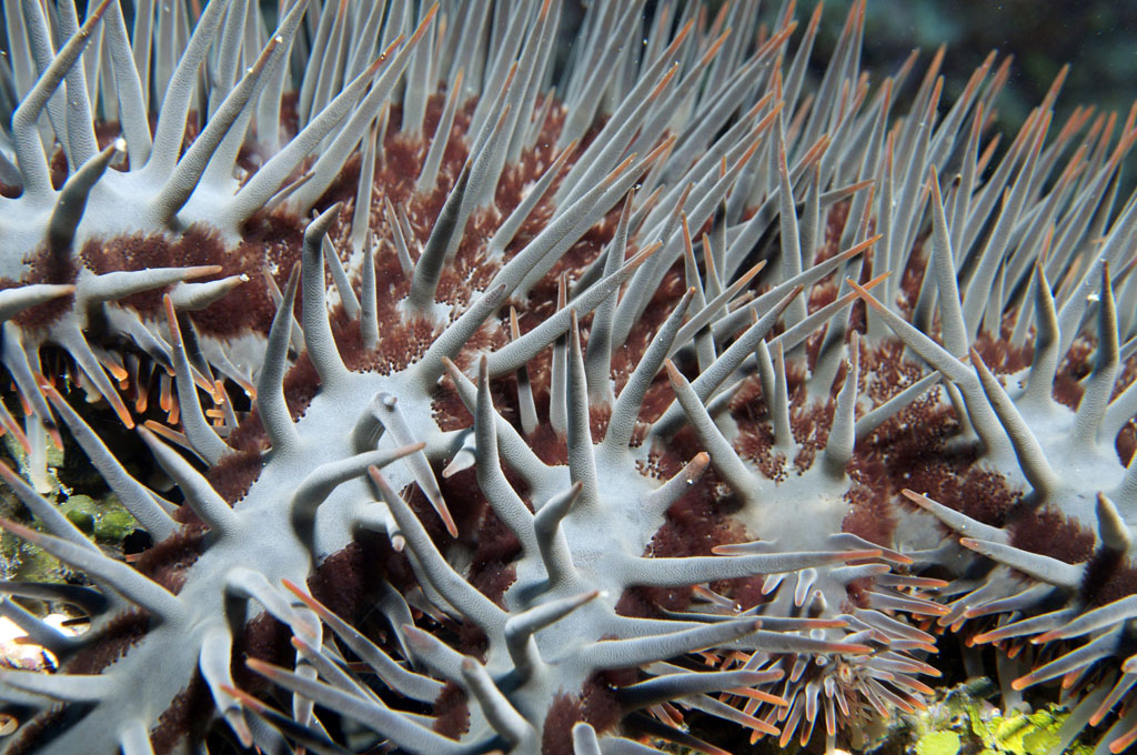 Crown of thorns sea star