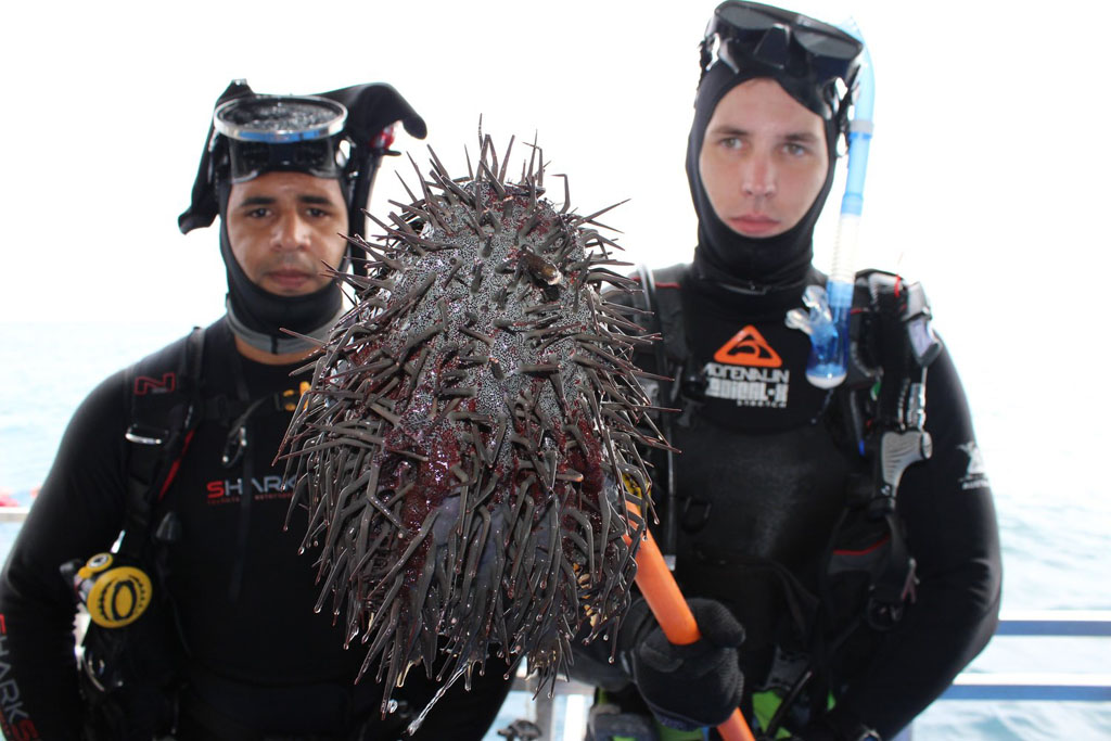 Divers holding crown of thorns