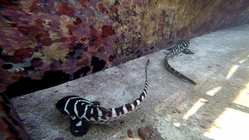 Leopard sharks born by parthenogenesis at Reef HQ Great Barrier Reef Aquarium in Townsville