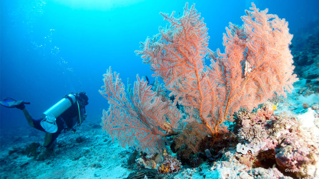 Seafan and diver diving Mioskon at Raja Ampat Dampier Strait West Papua Indonesia by Diveplanit