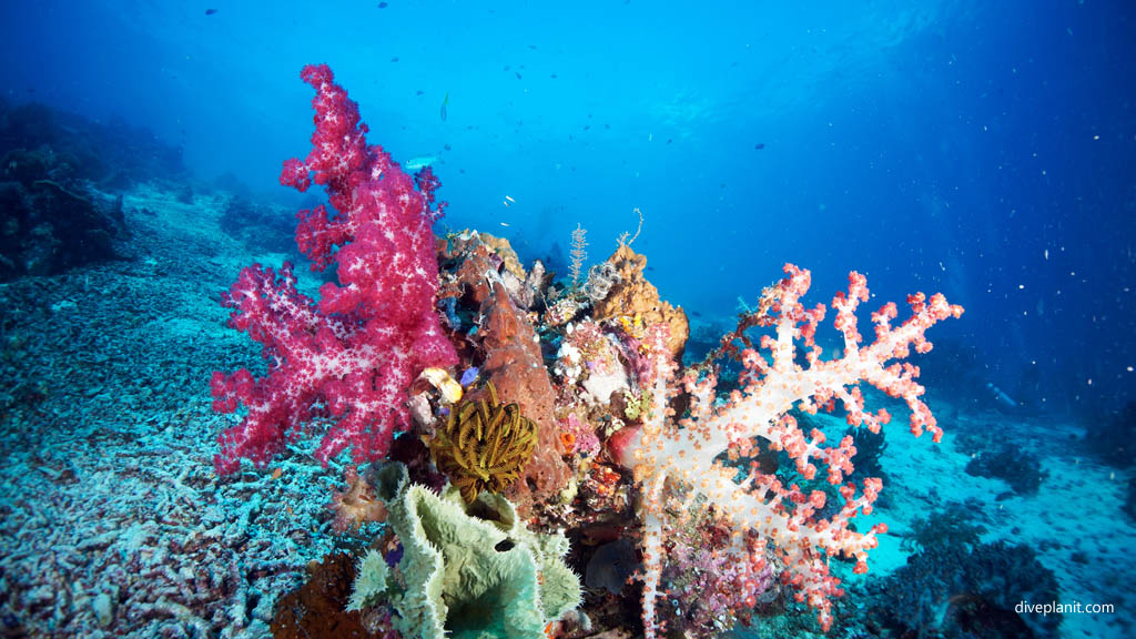 Soft corals and spikey sponge diving Mioskon at Raja Ampat Dampier Strait West Papua Indonesia by Diveplanit