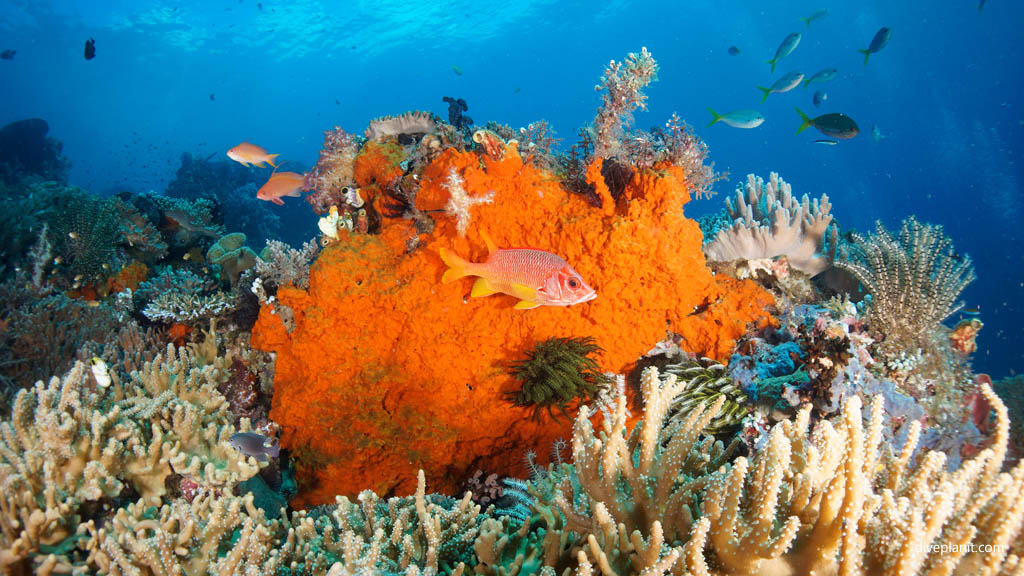 Sabre squirrelfish diving Mioskon at Raja Ampat Dampier Strait West Papua Indonesia by Diveplanit