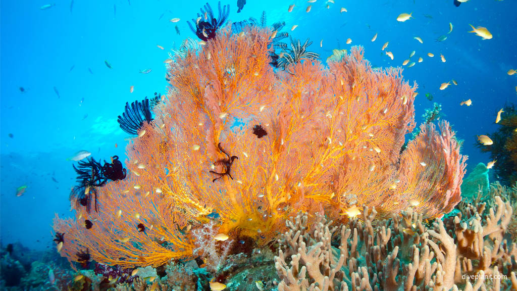 Seafan with featherstars diving Mioskon at Raja Ampat Dampier Strait West Papua Indonesia by Diveplanit