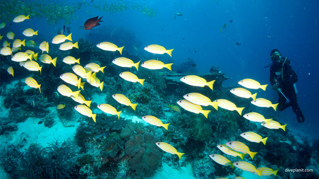 Blue-stripe snapper and diver diving Mioskon at Raja Ampat Dampier Strait West Papua Indonesia by Diveplanit