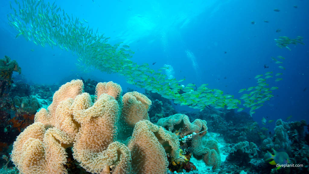 Snapper trail above the leather coral diving Mioskon at Raja Ampat Dampier Strait West Papua Indonesia by Diveplanit