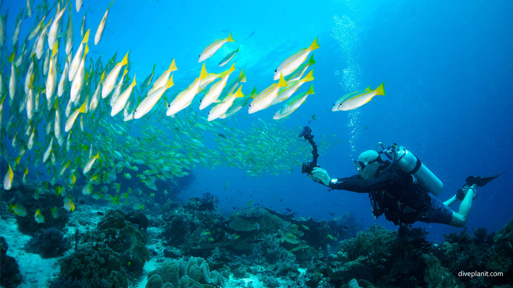 Diver photographing snapper closer diving Mioskon at Raja Ampat Dampier Strait West Papua Indonesia by Diveplanit