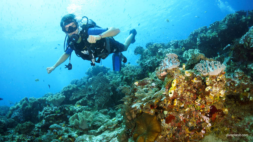 Reef scene with diver diving Blue Magic at Raja Ampat Dampier Strait West Papua Indonesia by Diveplanit