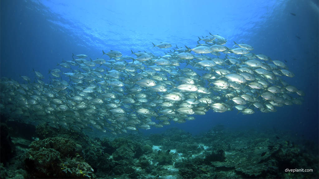 School of unhappy jacks diving Blue Magic at Raja Ampat Dampier Strait West Papua Indonesia by Diveplanit