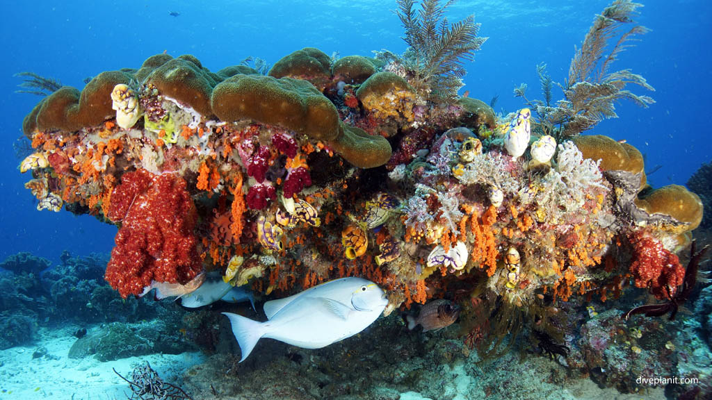 Reef scene with eye-band surgeon diving Blue Magic at Raja Ampat Dampier Strait West Papua Indonesia by Diveplanit