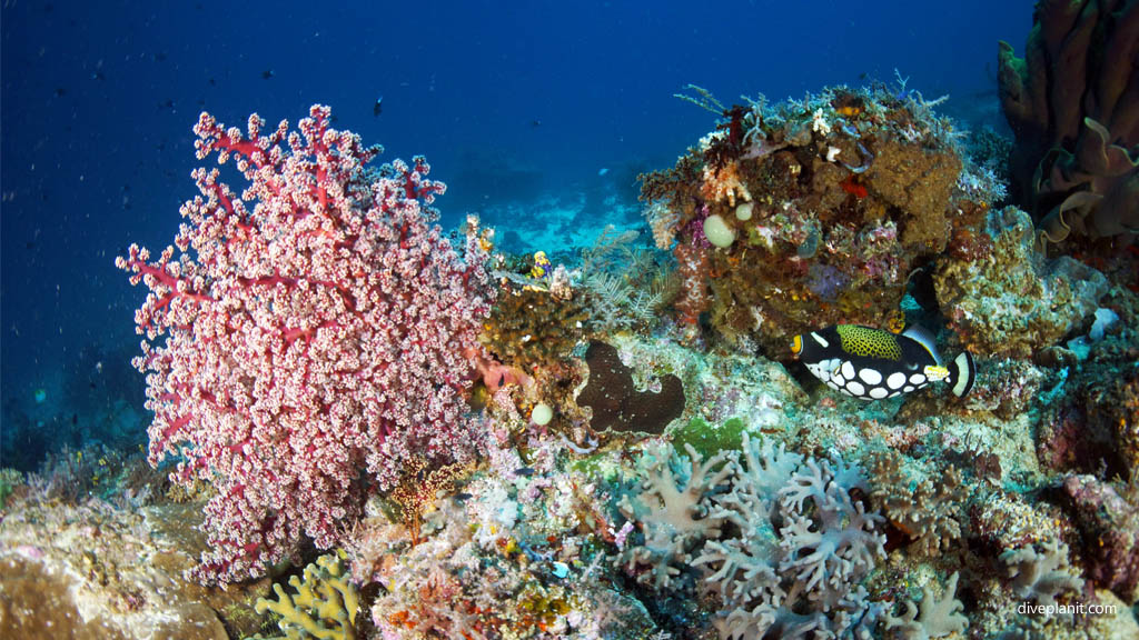 Clown trigger and soft coral diving Blue Magic at Raja Ampat Dampier Strait West Papua Indonesia by Diveplanit