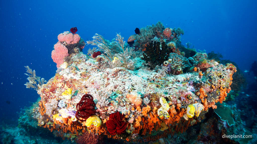 Coral Variety at Blue Magic dive site at Raja Ampat in the centre of the Coral Triangle’s biodiversity Diveplanit Blog