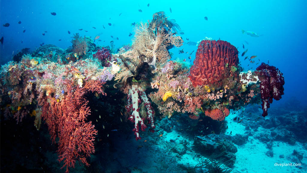 Amazing biodiversity in one shot diving Sardine Reef at Raja Ampat Dampier Strait West Papua Indonesia by Diveplanit