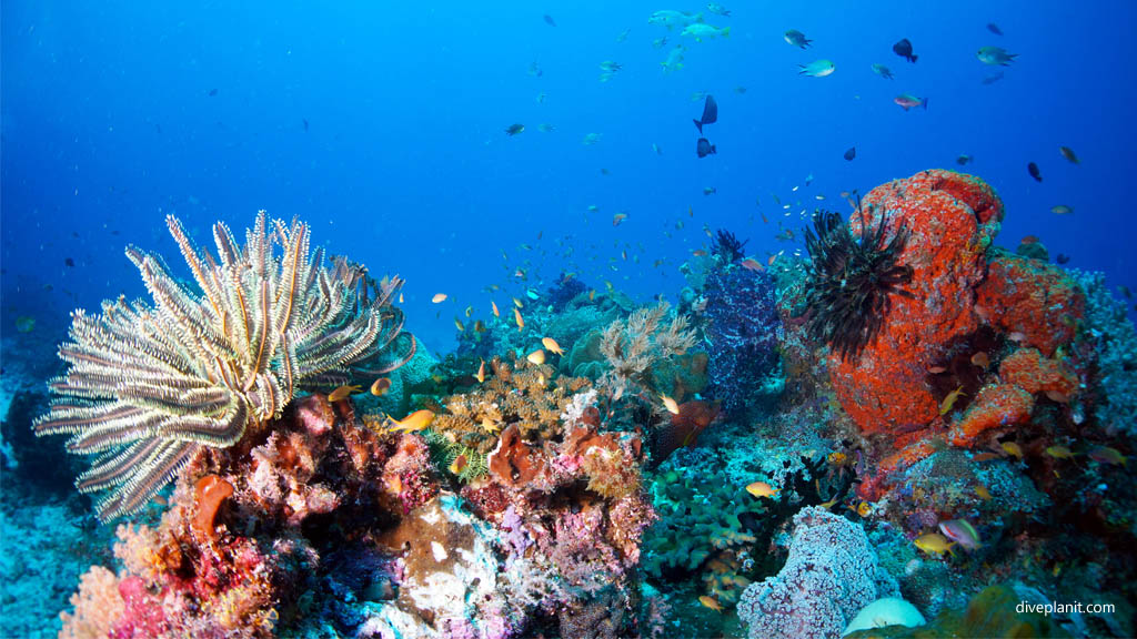 Featherstars and anthias diving Sardine Reef at Raja Ampat Dampier Strait West Papua Indonesia by Diveplanit