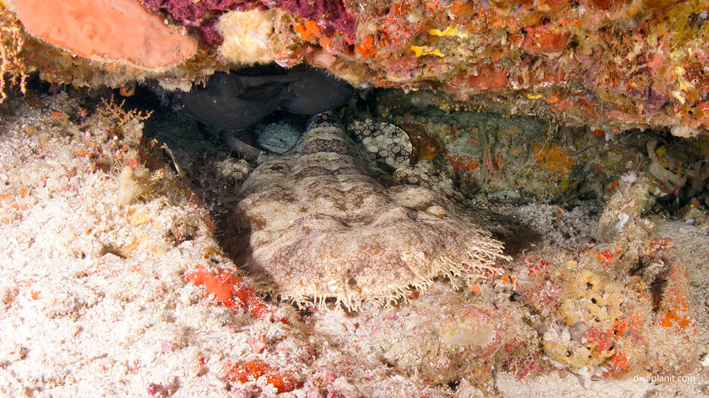 Tasselled wobbegong diving Sardine Reef at Raja Ampat Dampier Strait West Papua Indonesia by Diveplanit