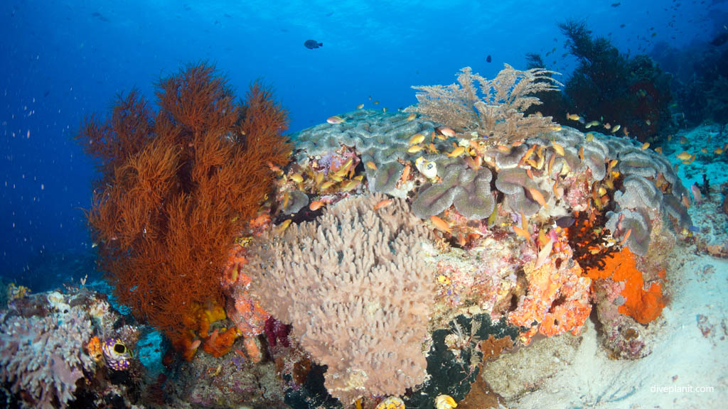 Coral cluster diving Sardine Reef at Raja Ampat Dampier Strait West Papua Indonesia by Diveplanit