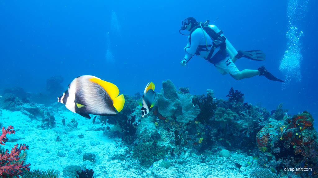 Singular bannerfish and divers diving Sardine Reef at Raja Ampat Dampier Strait West Papua Indonesia by Diveplanit