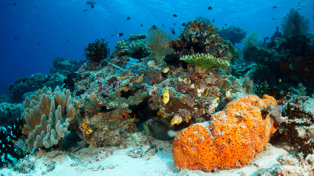 Reef scene with sponge and trigger diving Sardine Reef at Raja Ampat Dampier Strait West Papua Indonesia by Diveplanit