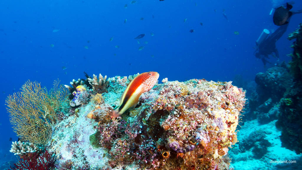 Freckled Hawkfish diving Sardine Reef at Raja Ampat Dampier Strait West Papua Indonesia by Diveplanit