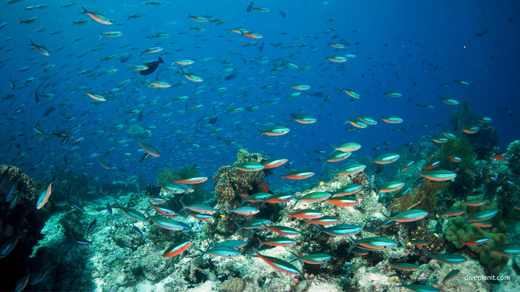 Flurry of fusiliers diving Sardine Reef at Raja Ampat Dampier Strait West Papua Indonesia by Diveplanit