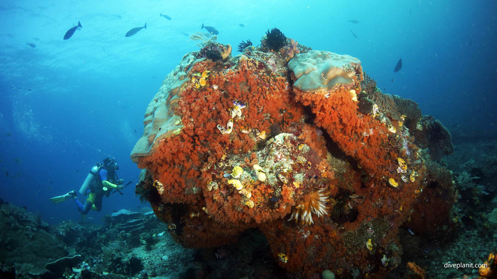 Colourful bommie with diver for scale diving Blue Magic at Raja Ampat Dampier Strait West Papua Indonesia by Diveplanit