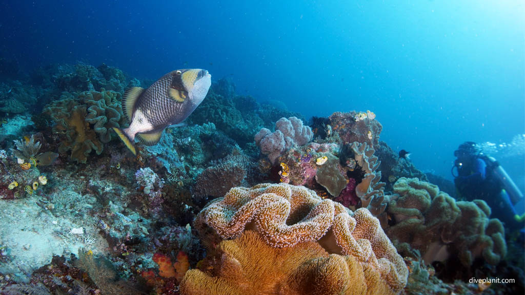 Titan trigger diving Blue Magic at Raja Ampat Dampier Strait West Papua Indonesia by Diveplanit