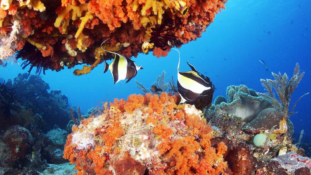 Idol pair diving Blue Magic at Raja Ampat Dampier Strait West Papua Indonesia by Diveplanit