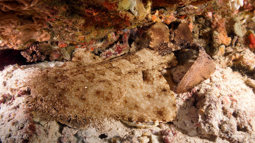 Tasselled wobbegong diving Blue Magic at Raja Ampat Dampier Strait West Papua Indonesia by Diveplanit