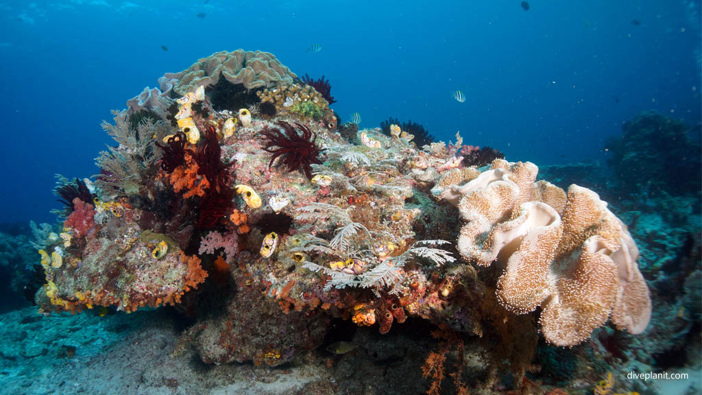 Diversity of life in a single shot diving Blue Magic at Raja Ampat Dampier Strait West Papua Indonesia by Diveplanit