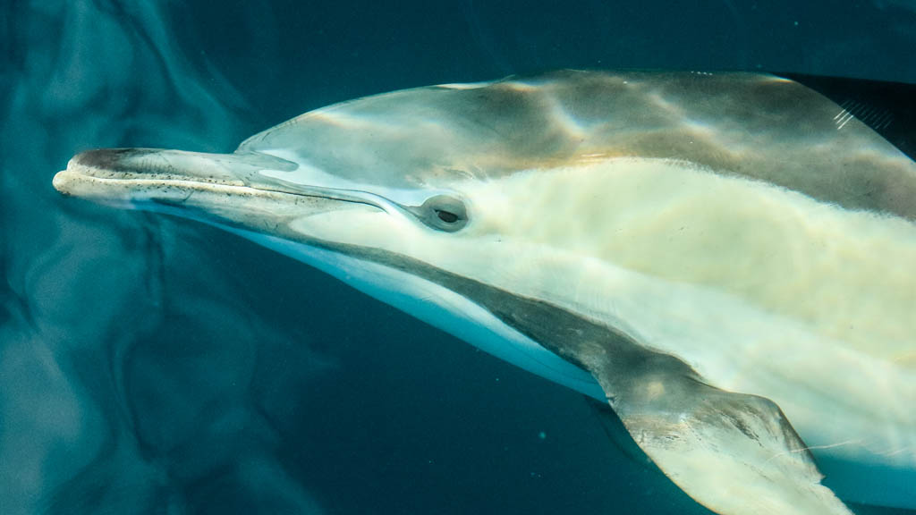 Putting a fish farm where common dolphins feed in Port Stephens is not a good idea
