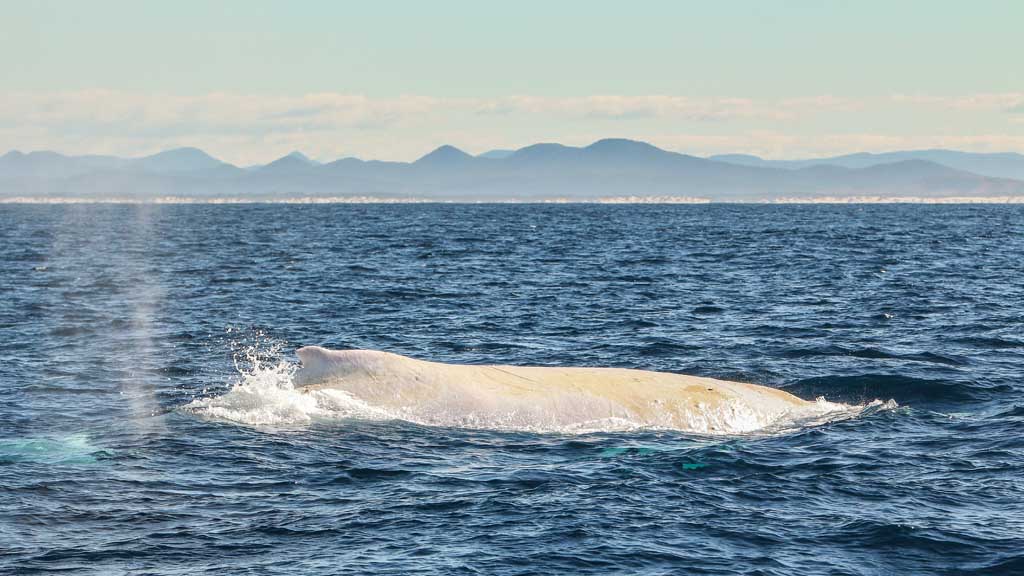 Migaloo the all white humpback certainly does not want a fish farm on his migratory route passed Port Stephens