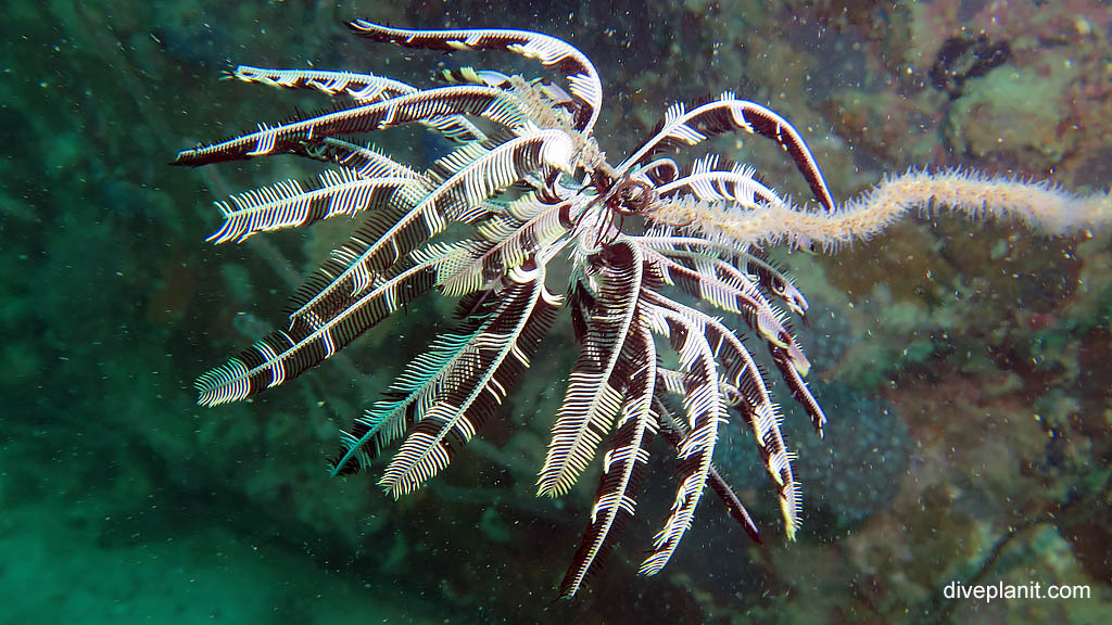 Featherstar on the end of a whip coral diving Lighthouse Wreck at Belitung Island Bangka Belitung Islands Indonesia by Diveplanit