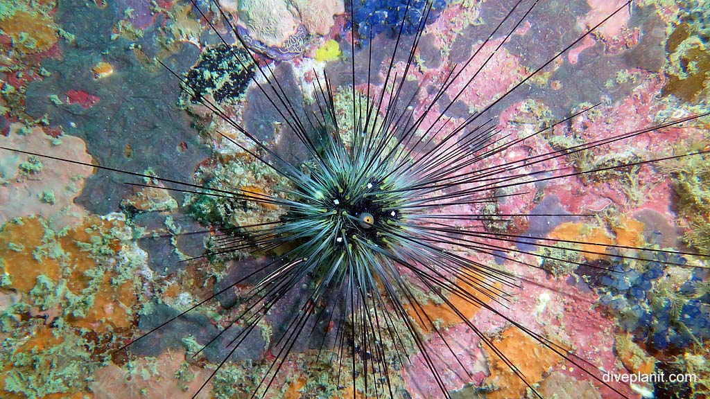 The Black Longspine Sea Urchin at Lighthouse Wreck diving Belitung Island Bangka Belitung Islands Indonesia by Diveplanit