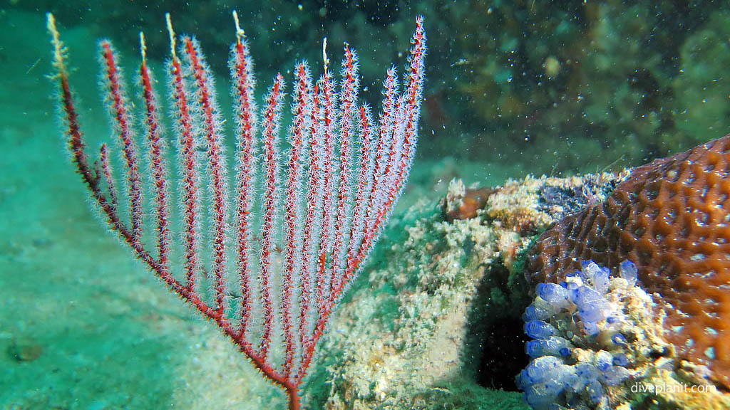 Sea fan looking like a little candlearbra diving Lighthouse Wreck at Belitung Island Bangka Belitung Islands Indonesia by Diveplanit