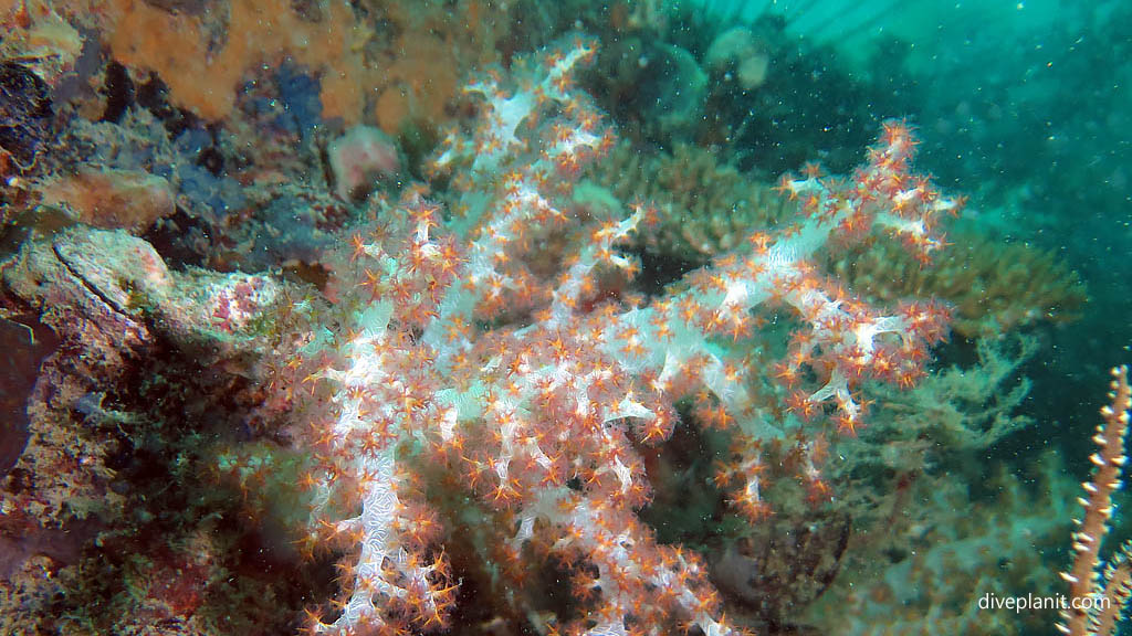 White and red soft tree coral diving Lighthouse Wreck at Belitung Island Bangka Belitung Islands Indonesia by Diveplanit