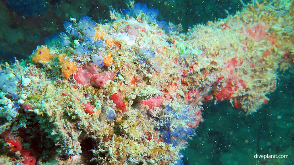 Lots of colourful growth on the wreck diving Lighthouse Wreck at Belitung Island Bangka Belitung Islands Indonesia by Diveplanit