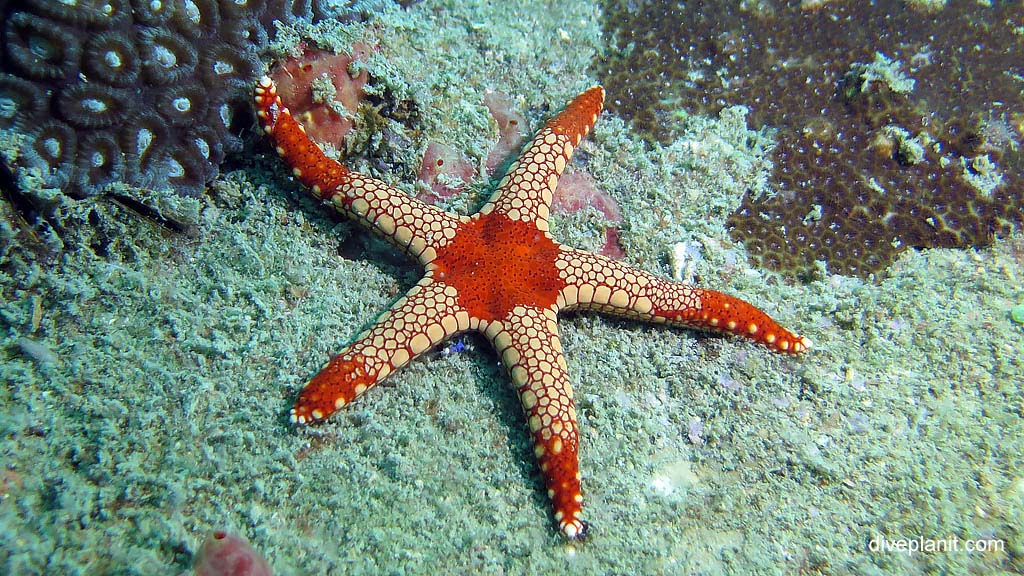 A noduled seastar diving Lighthouse Wreck at Belitung Island Bangka Belitung Islands Indonesia by Diveplanit