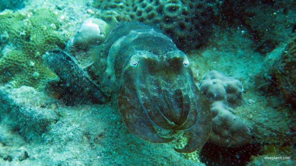 Cuttlefish on the wreck diving Lighthouse Wreck at Belitung Island Bangka Belitung Islands Indonesia by Diveplanit