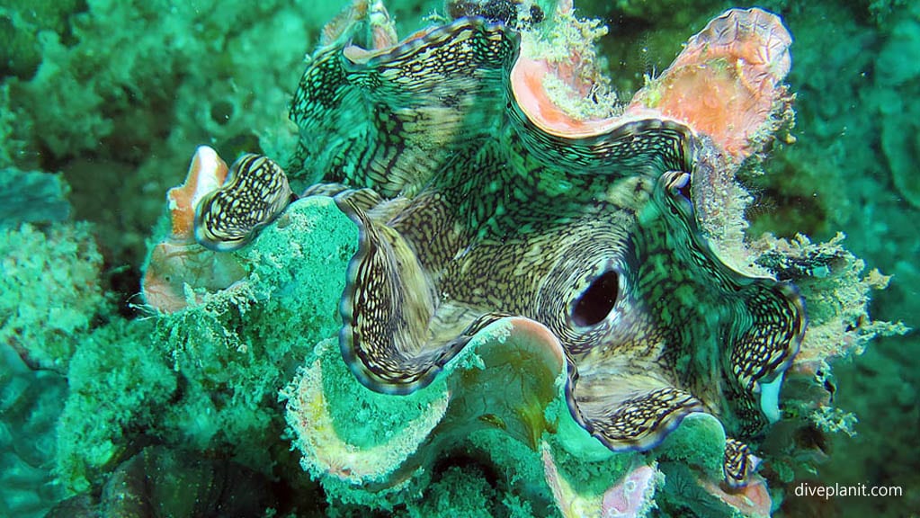 Giant clam diving Cepor cepor at Belitung Island Bangka Belitung Islands Indonesia by Diveplanit