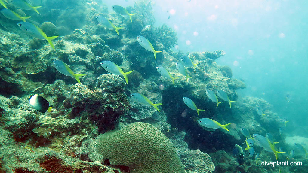 Fusiliers on a rather dull substrate diving Cepor cepor at Belitung Island Bangka Belitung Islands Indonesia by Diveplanit