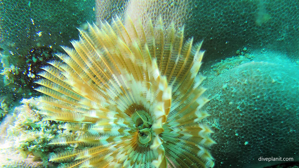 Feather duster worm in the family of Sabellidae diving Cepor cepor at Belitung Island Bangka Belitung Islands Indonesia by Diveplanit